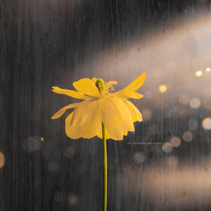 四个黑人玩一个中国人456
